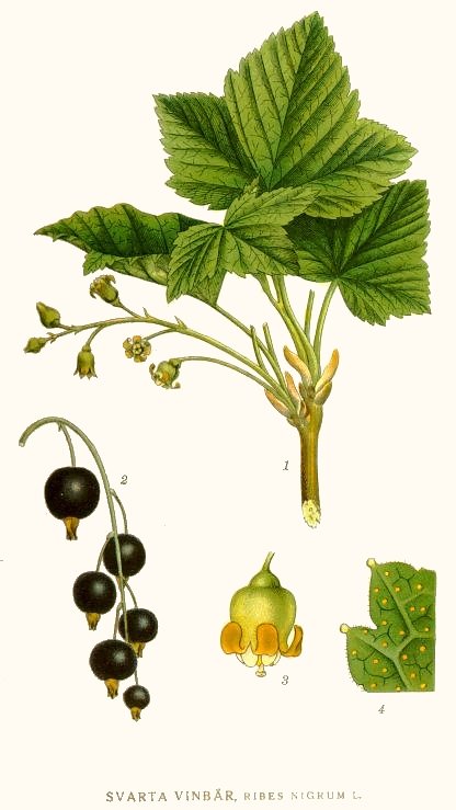 Ribes Nigrum: clicca per ingrandire