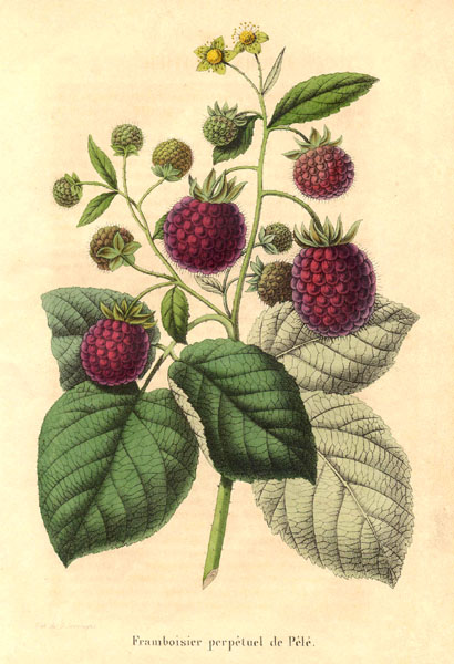 Rubus Idaeus: clicca per ingrandire