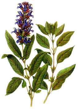 Salvia Officinalis: clicca per ingrandire