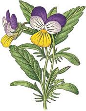 Viola Tricolor: clicca per ingrandire